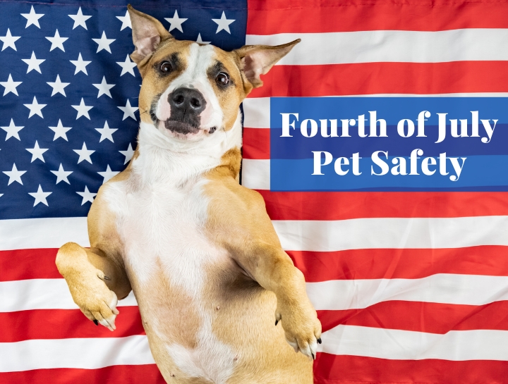 Fourth of July Pet Safety High Plains Veterinary Hospital